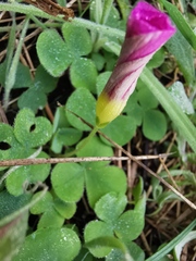 Oxalis purpurea