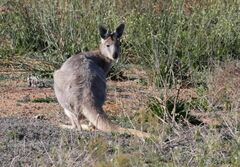 Osphranter robustus erubescens