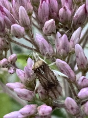 Harmostes fraterculus