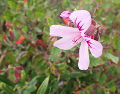 Pelargonium betulinum