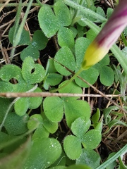 Oxalis purpurea