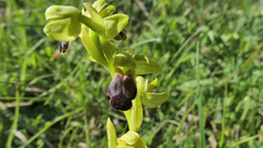 Ophrys fusca funerea