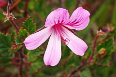 Pelargonium betulinum