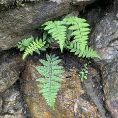 Athyriaceae