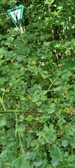 Rosa canina