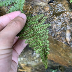 Athyriaceae