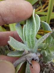 Syncarpha speciosissima