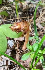 Monotropa hypopitys