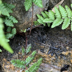 Athyriaceae
