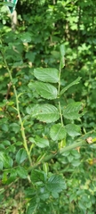 Rosa canina