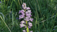 Orchis militaris