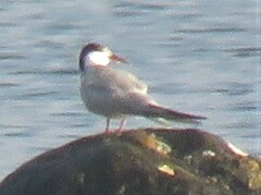 Sterna hirundo