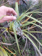 Syncarpha speciosissima