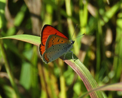 Lycaena dispar