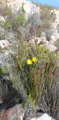 Euryops