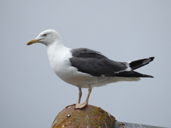 Larus fuscus