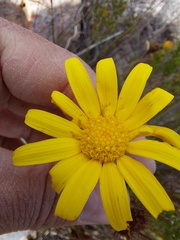 Euryops