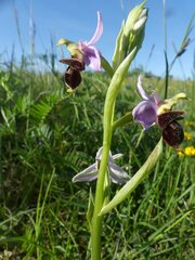 Ophrys scolopax
