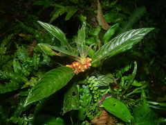 Columnea calotricha