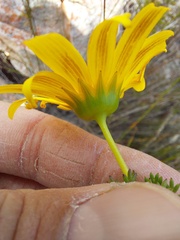 Euryops