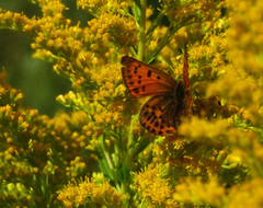 Lycaena virgaureae