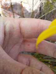 Euryops