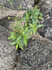 Lysimachia terrestris