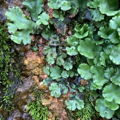 Marchantia