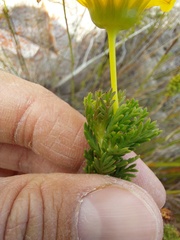 Euryops