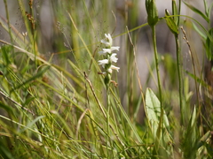 Spiranthes cernua