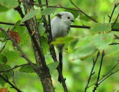 Aegithalos caudatus