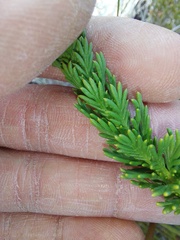 Euryops