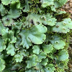 Marchantia