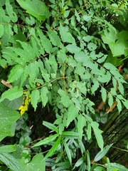 Aralia bipinnata