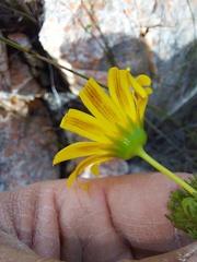 Euryops