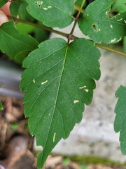 Aralia bipinnata