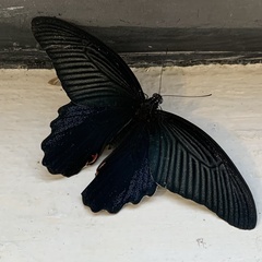 Papilio