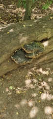 Trametes gibbosa