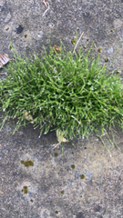 Isolepis cernua