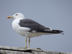 Larus fuscus