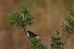 Curruca melanocephala