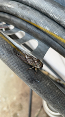 Neotibicen canicularis