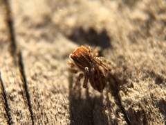 Attinella dorsata