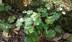 Oxalis acetosella