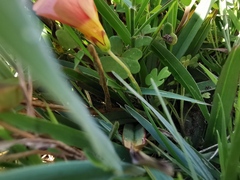 Oxalis obtusa