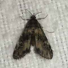 Elophila tinealis