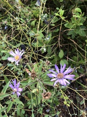 Eurybia spectabilis