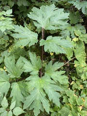 Heracleum maximum