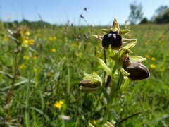 Ophrys sphegodes passionis