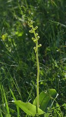 Neottia ovata